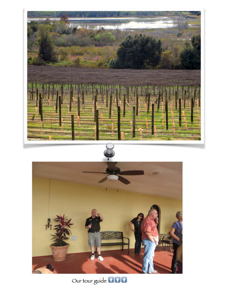 My Sparkling Wine8.jpg