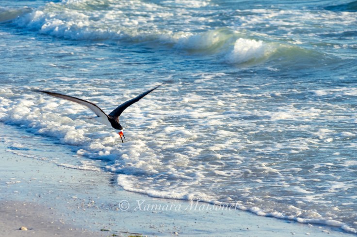 I am an elegant bird without eyes, if you don’t look closer. 